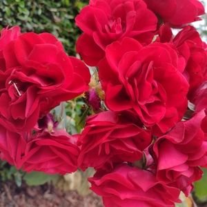 Meet your Posher, Sherri